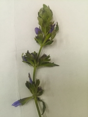 Dracocephalum olchonense