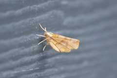 Selenia alciphearia