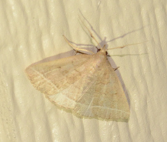 Zanclognatha marcidilinea