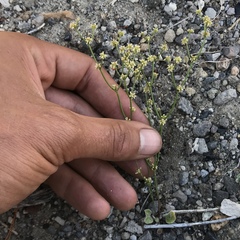 Eriogonum ampullaceum