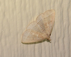 Zanclognatha marcidilinea