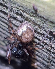 Euryopis funebris