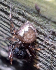 Euryopis funebris