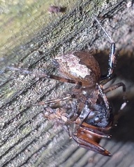 Euryopis funebris