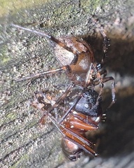 Euryopis funebris