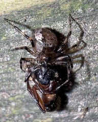 Euryopis funebris