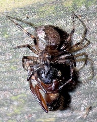 Euryopis funebris