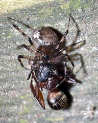Euryopis funebris