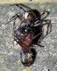 Euryopis funebris