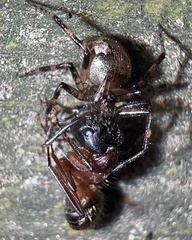 Euryopis funebris