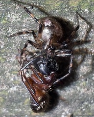 Euryopis funebris