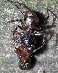 Euryopis funebris