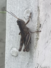 Melanoplus