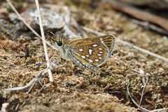 Piruna aea