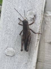 Melanoplus