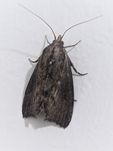 vijačka voštinová (Galleria mellonella)