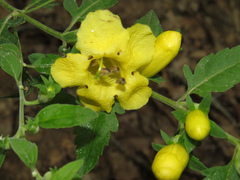 Aureolaria grandiflora