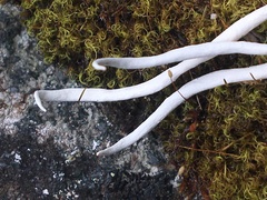 Hymenoloma crispulum