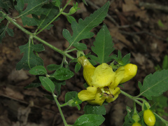 Aureolaria grandiflora