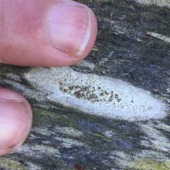 Lecanora argentata