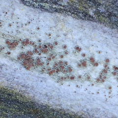Lecanora argentata