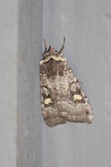 Adelphagrotis stellaris