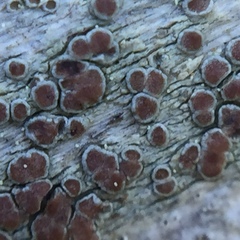 Lecanora argentata