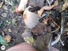 Psathyrellaceae