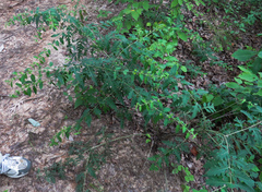 Aureolaria grandiflora