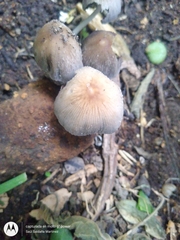 Psathyrellaceae
