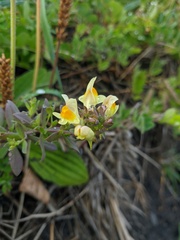 Linaria japonica