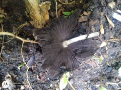 Psathyrellaceae