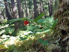 Streptopus streptopoides