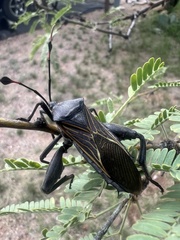 Pachylis neocalifornicus