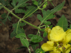 Aureolaria grandiflora