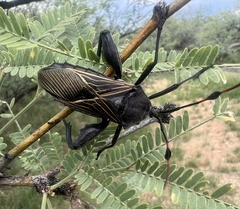 Pachylis neocalifornicus