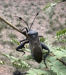 Pachylis neocalifornicus