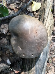 Leccinum alaskanum