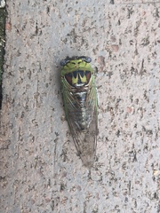 Megatibicen pronotalis