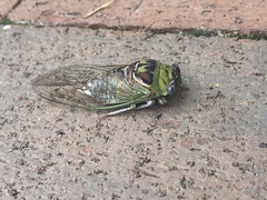 Megatibicen pronotalis