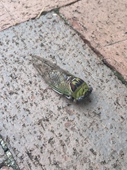 Megatibicen pronotalis