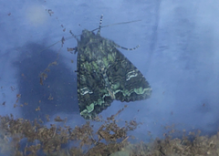 Mamestra configurata