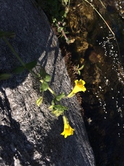 Erythranthe michiganensis