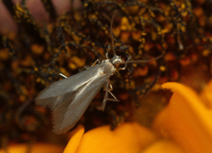 Schreckensteinia erythriella