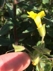 Erythranthe michiganensis