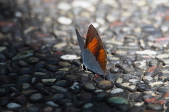 Curetis acuta paracuta