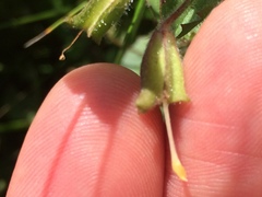 Erythranthe michiganensis