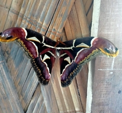Archaeoattacus edwardsii
