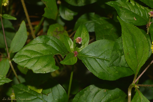 Alternanthera micrantha