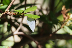 Curetis acuta paracuta